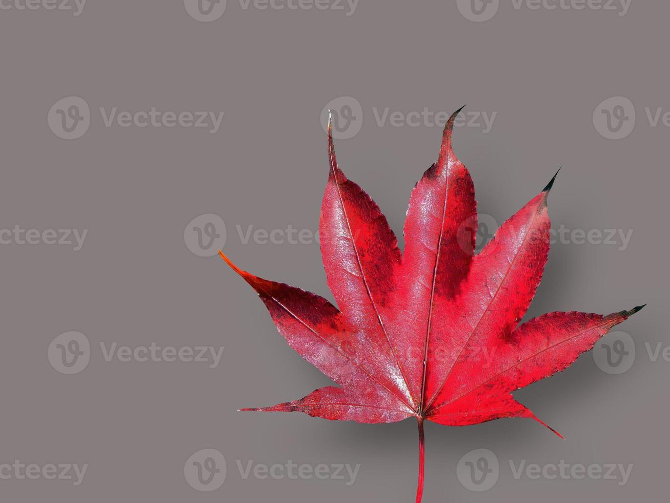isolé d'une seule feuille d'érable rouge vif, couleur d'automne, feuilles mortes, découpe, feuille sèche, transparent, élément, objet, ressource graphique photo