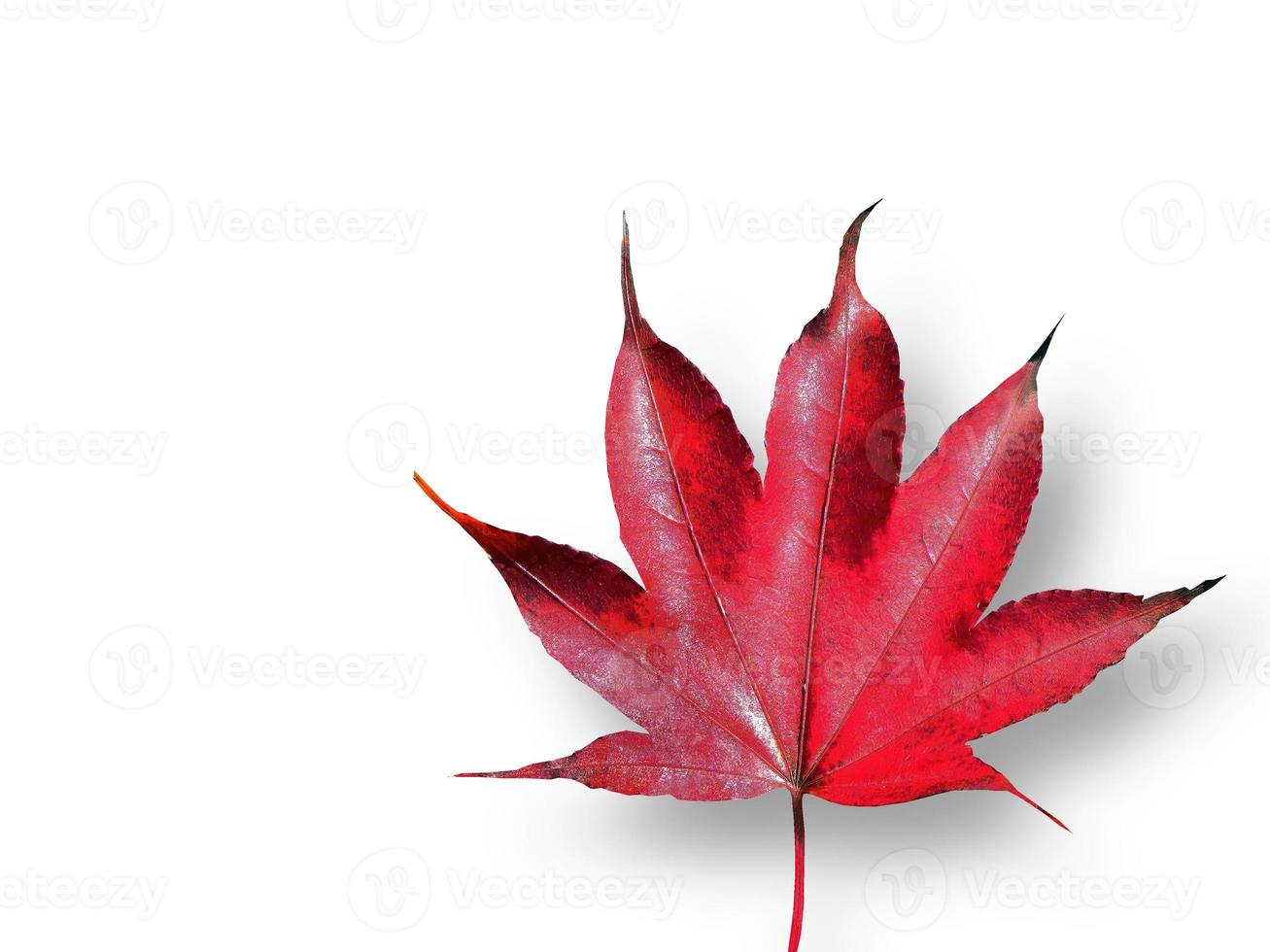 isolé d'une seule feuille d'érable rouge vif, couleur d'automne, feuilles mortes, découpe, feuille sèche, transparent, élément, objet, ressource graphique photo