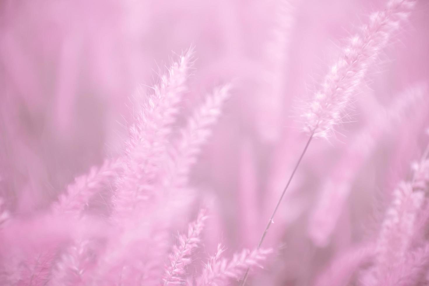 fleurs d'herbe rose, mise au point douce, fond rose flou de la nature. photo