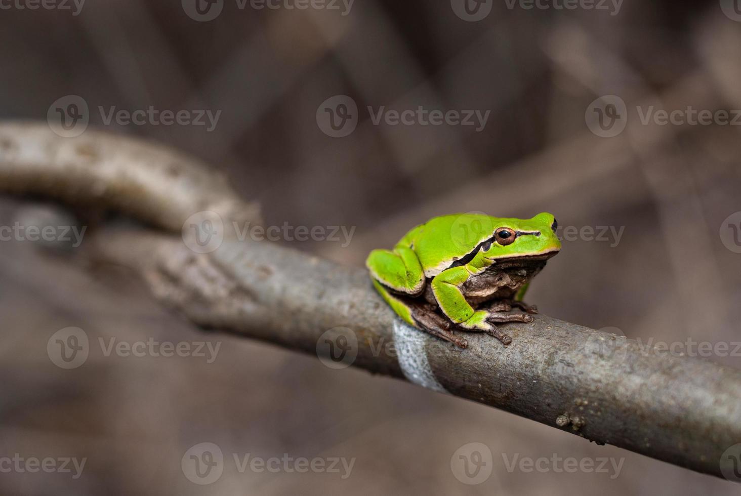 grenouille d'arbre européenne assise dans l'arbre dans son habitat naturel, petite grenouille d'arbre dans les bois. hyla arborée photo