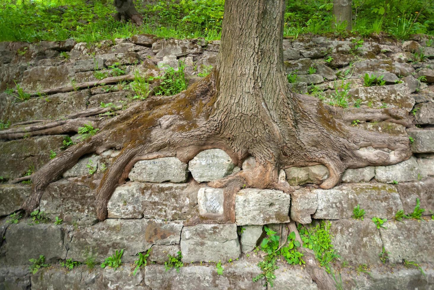 vieilles racines d'arbres dans le parc du château haut photo