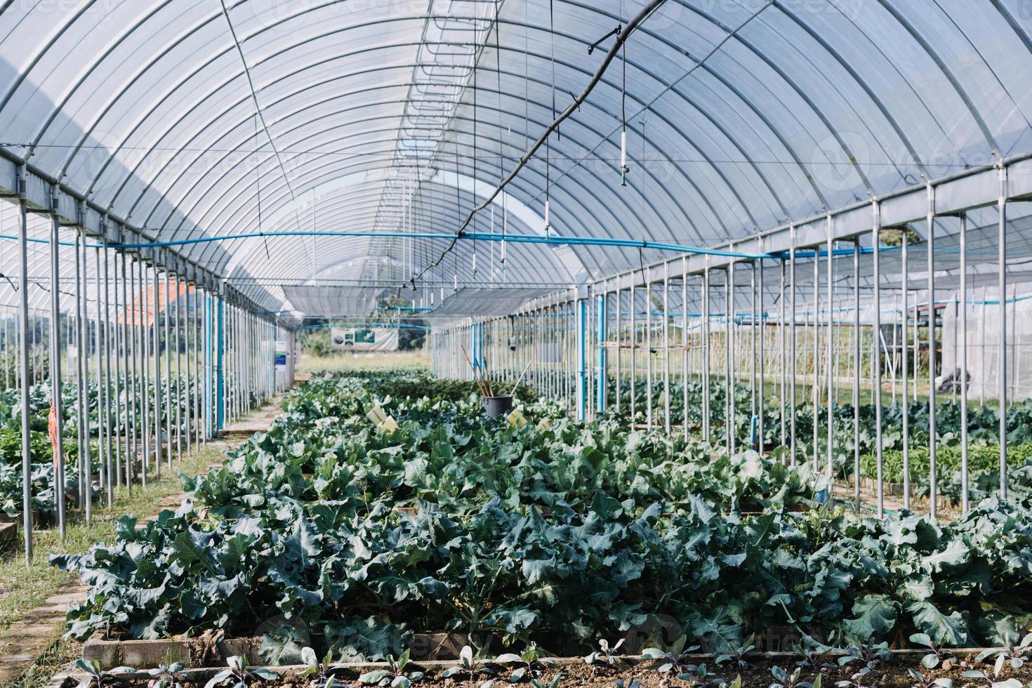 agricultrice travaillant tôt à la ferme tenant un panier en bois de légumes frais et une tablette photo