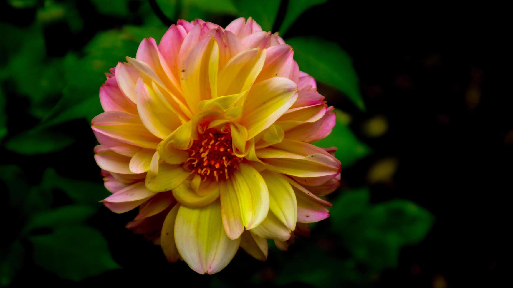 belles et étonnantes fleurs de dahlia rose jaune photo