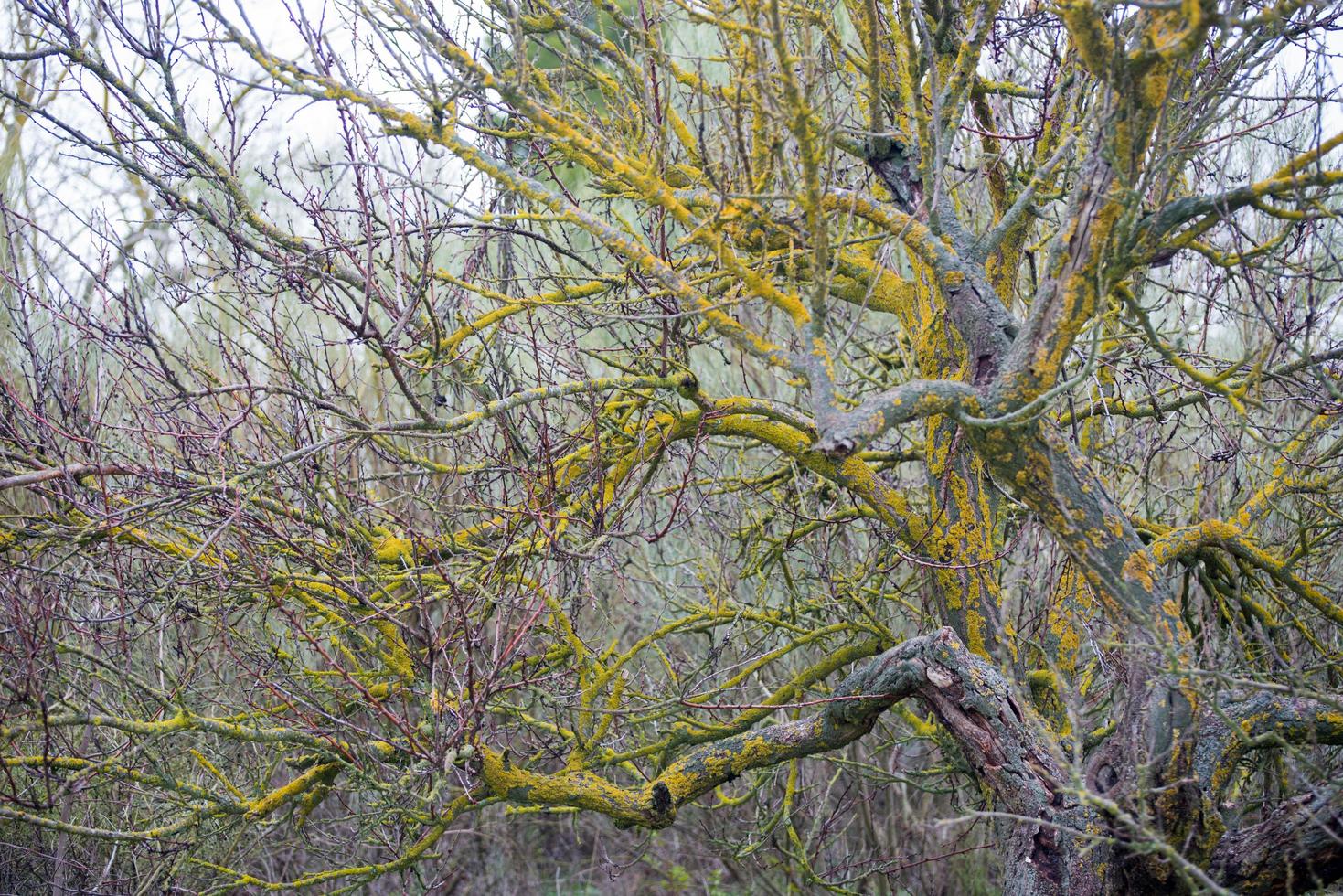 beau taray à lichen jaune, arbre endémique au daimiel. photo