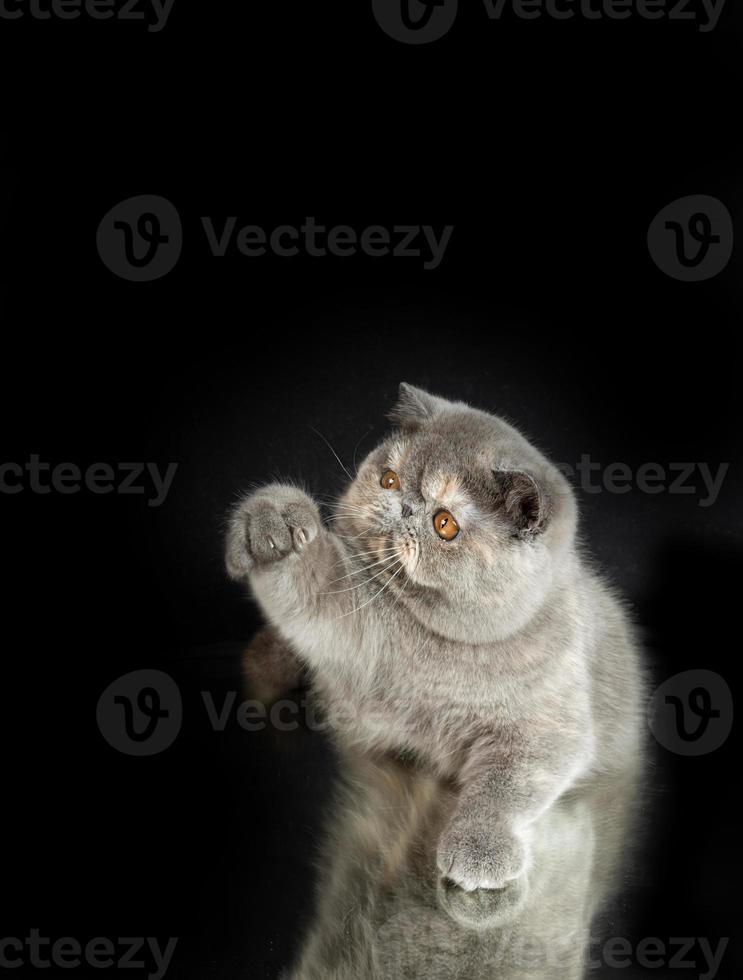 un beau chat exotique à poil court joue sur un fond de studio sombre avec une réflexion. photo