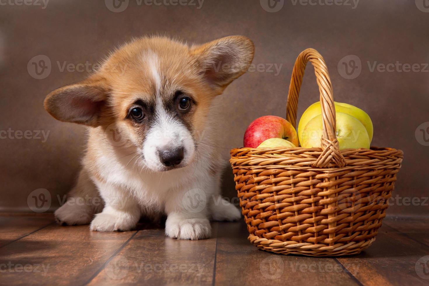 un charmant chiot pembroke welsh corgi se tient à côté d'un panier de pommes sur un fond sombre photo