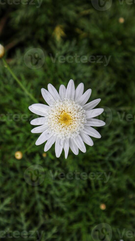 marguerite à fleurs blanches ou argyranthemum frutescens ou marguerite de paris plante ornementale pour jardin privé et parc public. photo