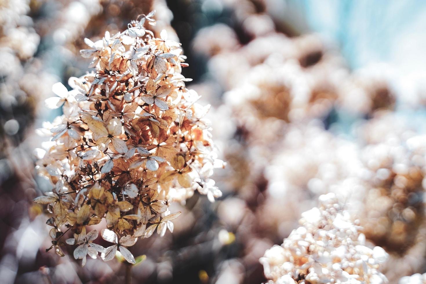 un arbre de fleurs séchées en hiver, gros plan de fleurs blanches, fond floral sec photo