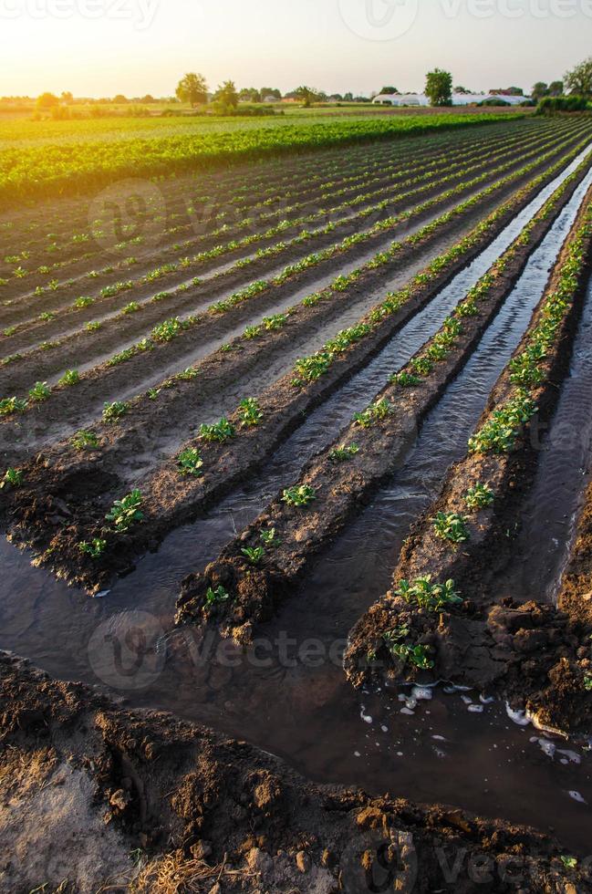 arroser la plantation de pommes de terre. l'eau s'écoule entre les rangées de plants de pommes de terre. agriculture européenne. agronomie. mouillage. l'agriculture et l'agro-industrie. campagne du soir. irrigation de surface des cultures. photo