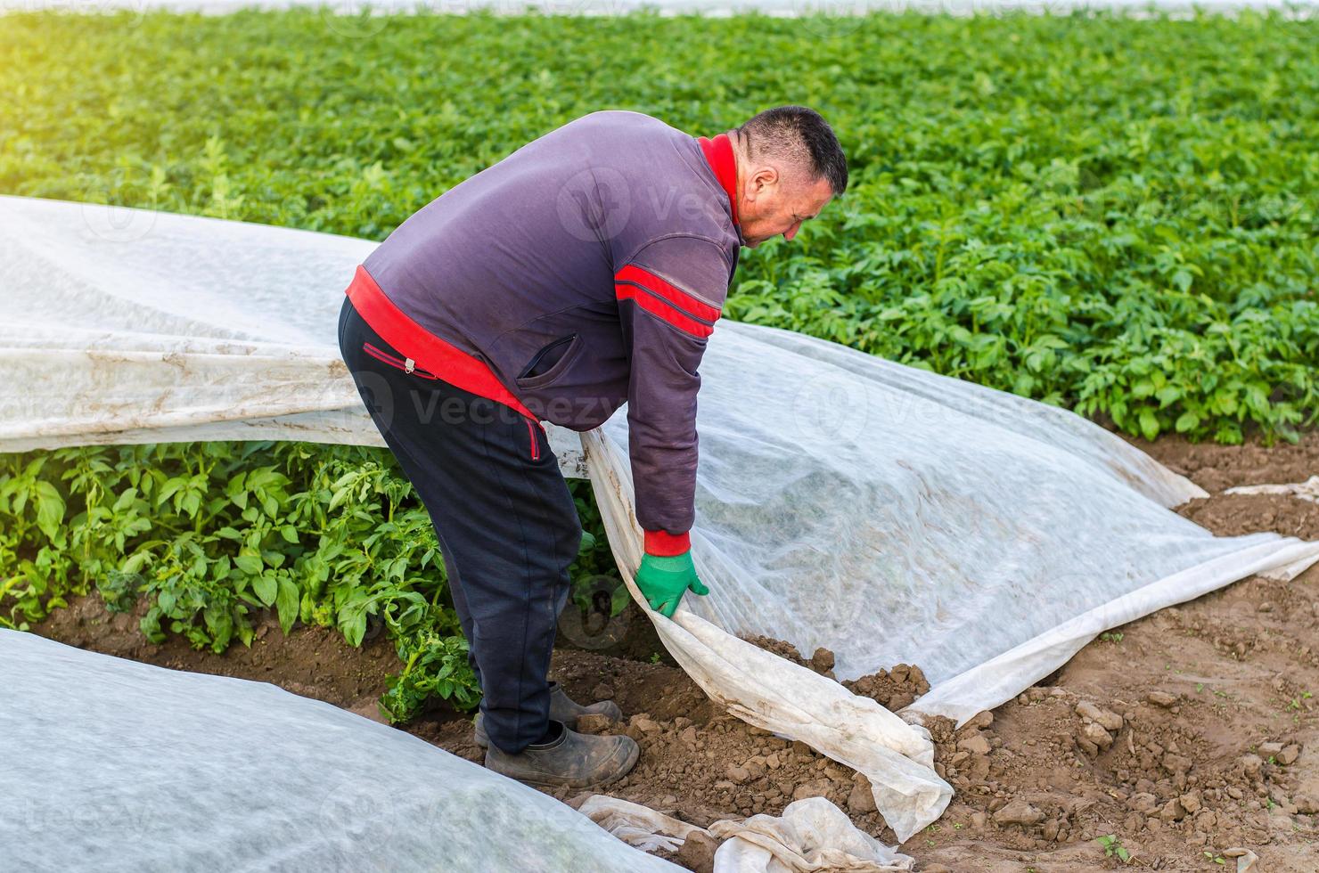 un agriculteur supprime la couverture agricole protectrice d'une plantation de pommes de terre. ouverture des jeunes buissons de pommes de terre. durcissement des plantes à la fin du printemps. agro-industrie, agriculture. Effet de serre photo