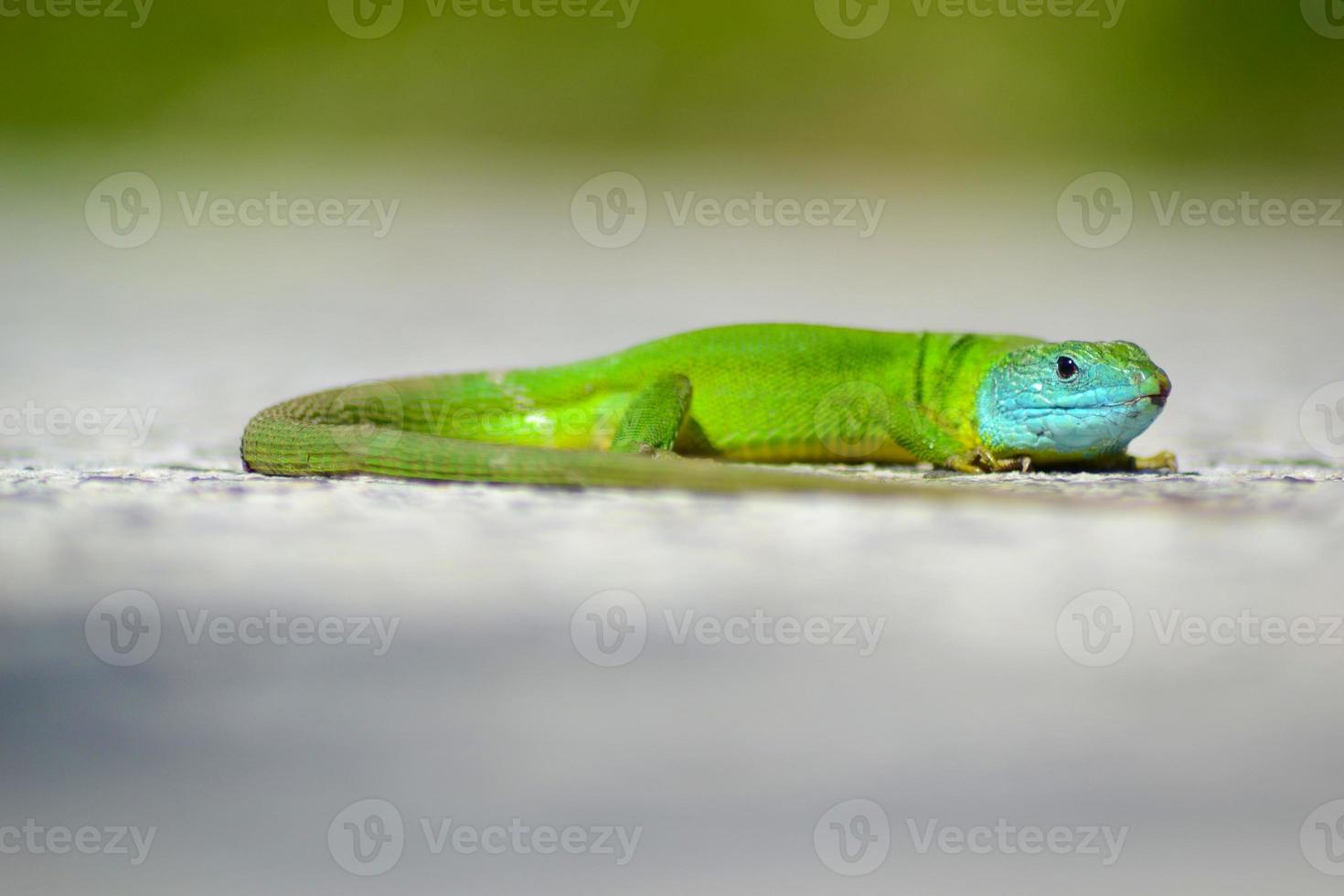 lézard vert mâle à tête bleue photo