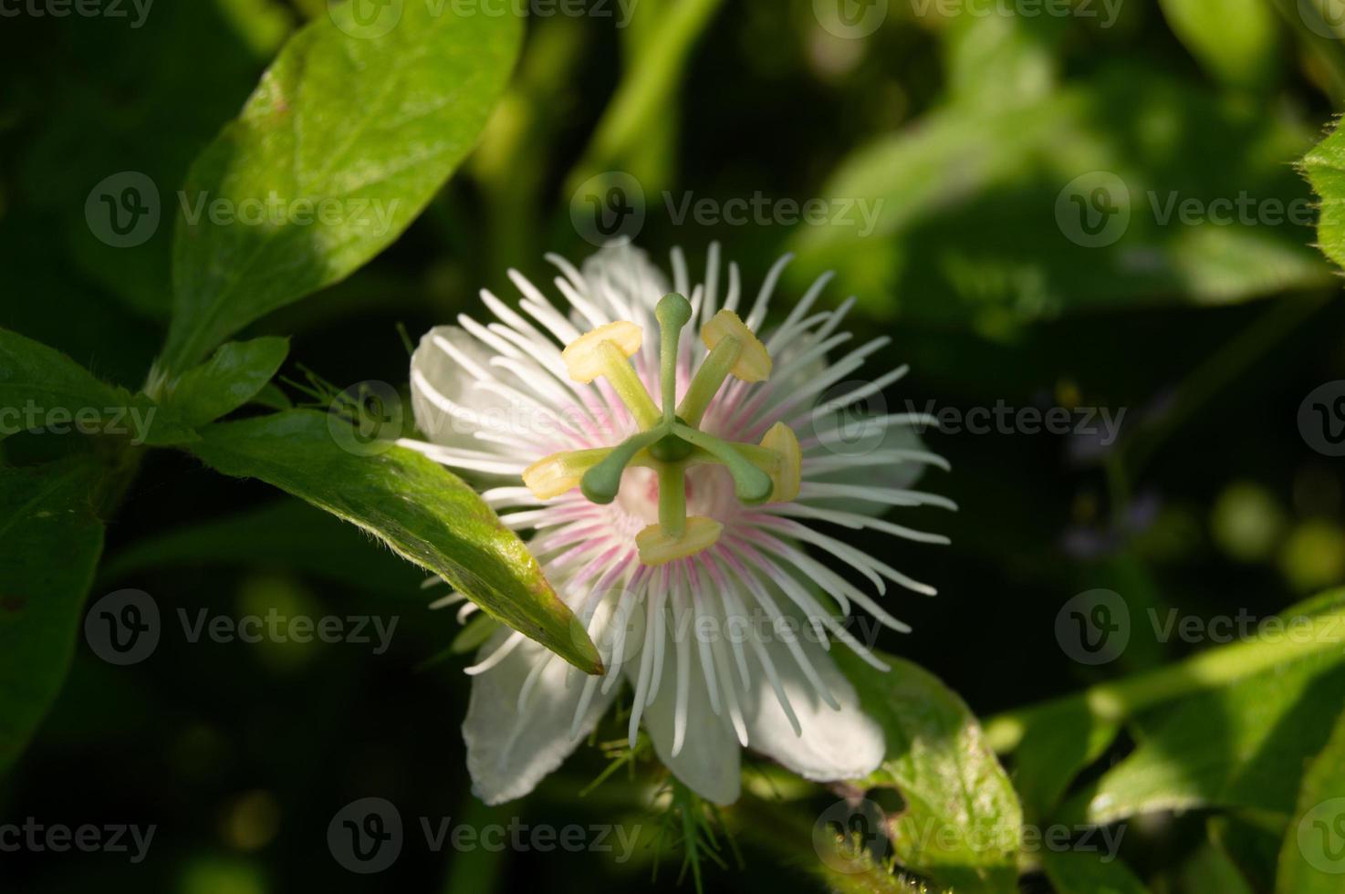 rambusa ou passiflora foetida est une plante qui a de petits fruits, beaucoup de gens l'appellent une mini marquisa dont les fruits peuvent être mangés. photo