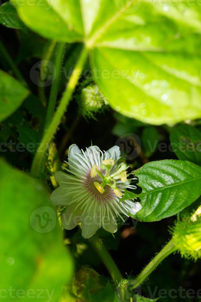 rambusa ou passiflora foetida est une plante qui a de petits fruits, beaucoup de gens l'appellent une mini marquisa dont les fruits peuvent être mangés. photo