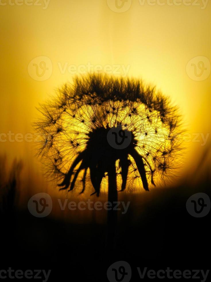 pissenlit au coucher du soleil avec un beau bokeh. la lumière traverse la fleur photo