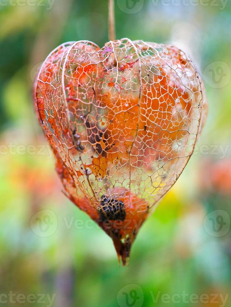 physalis avec la coquille de lampion désintégrée. vue des fruits à l'intérieur. vitamine photo