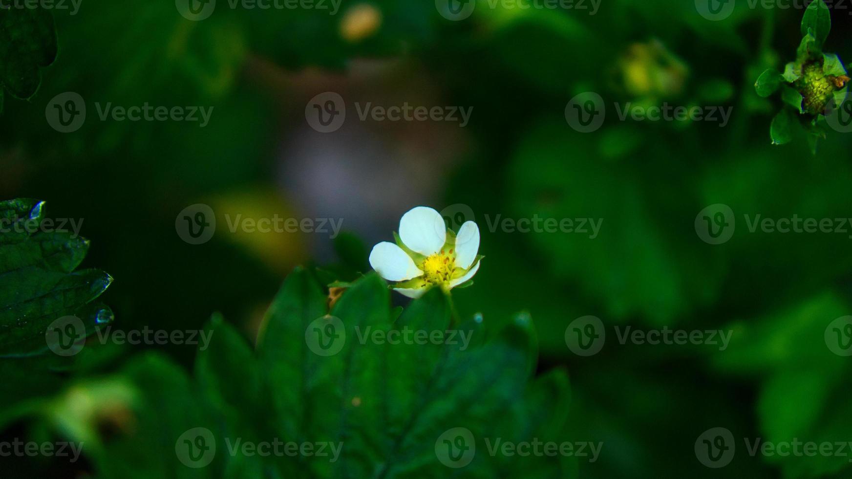 fraisier avec des fleurs de terre blanche dans le jardin. fruits pas encore mûrs photo