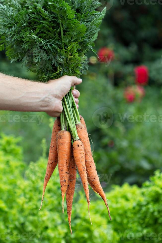 main d'homme tenant des carottes fraîchement récoltées photo