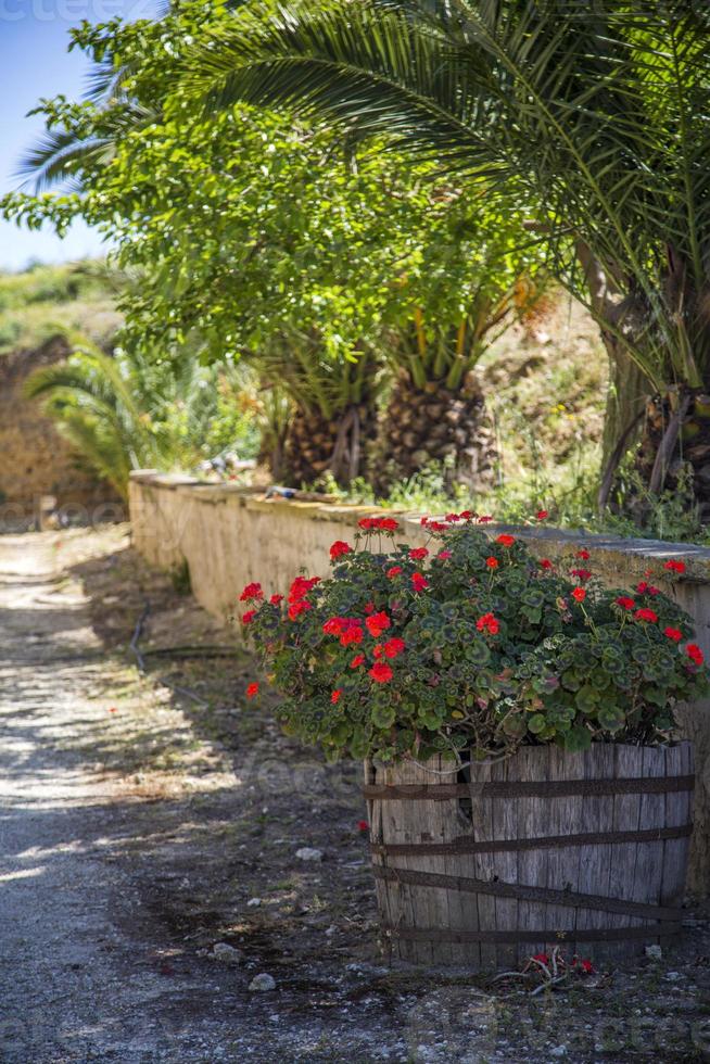 fleurs méditerranéennes dans la rue photo