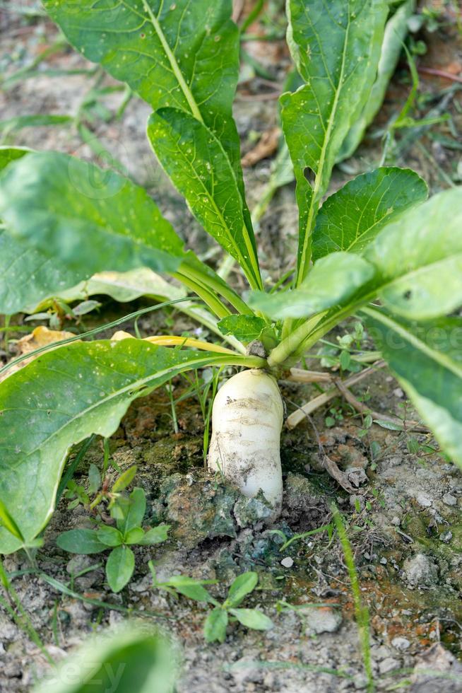 plan au sol de radis blanc ou de daikon dans une plantation avec la moitié dans le sol et l'autre moitié à l'extérieur. gros plan de plante ingrédient sain. photo