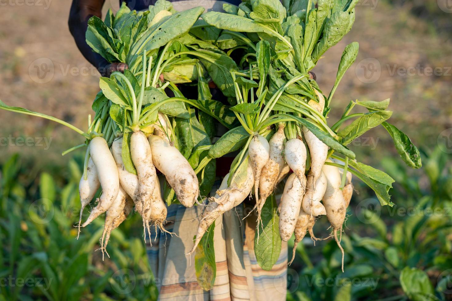 radis et légumes frais photo