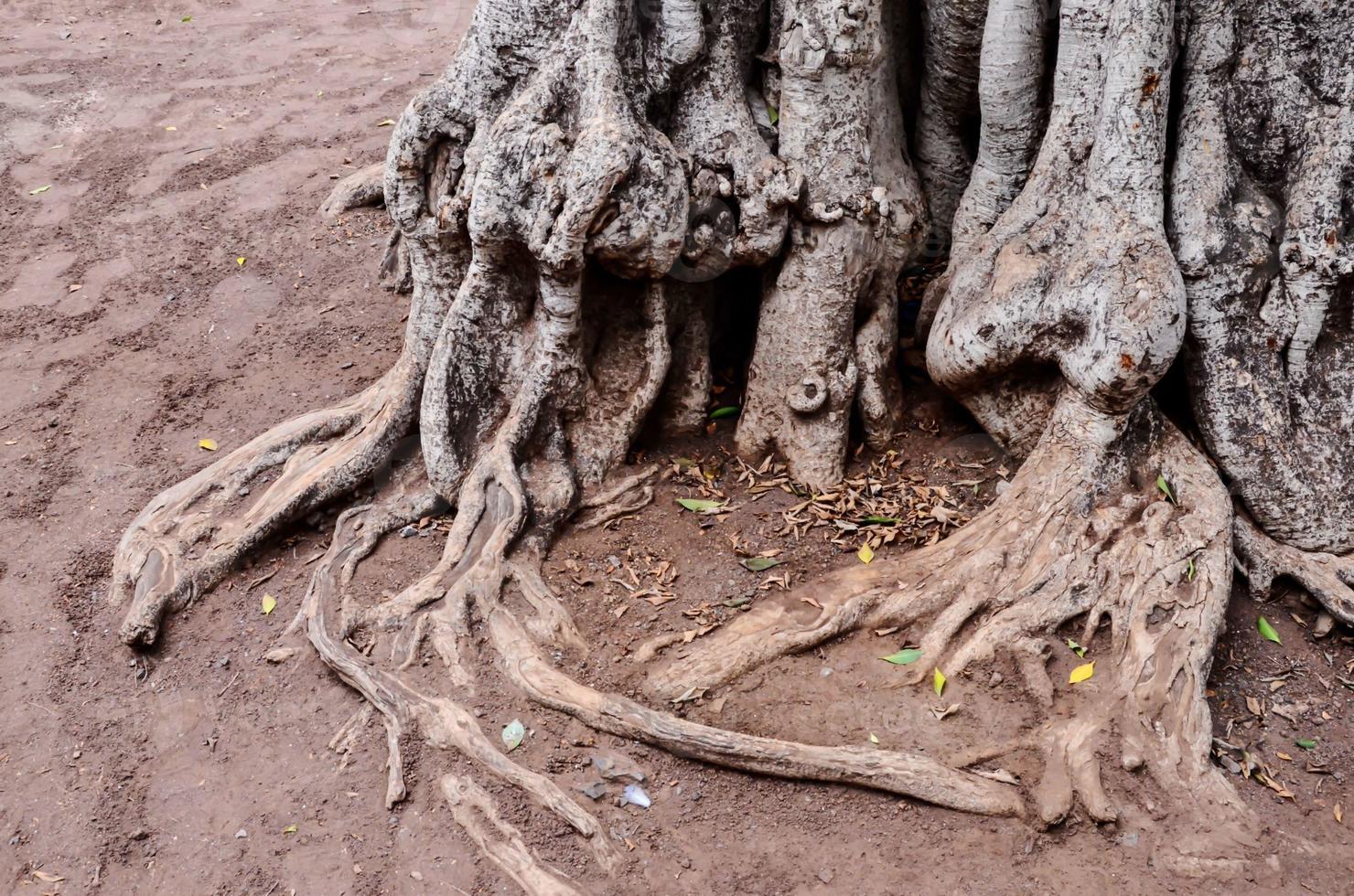 racine de l'arbre photo