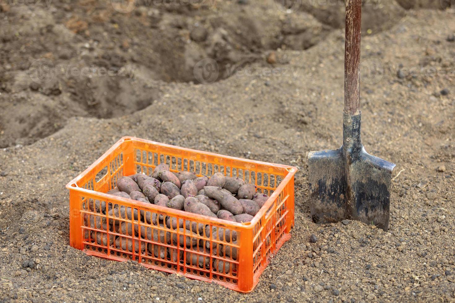 bêche et boîte pleine de tubercules de pomme de terre sur le sol. photo