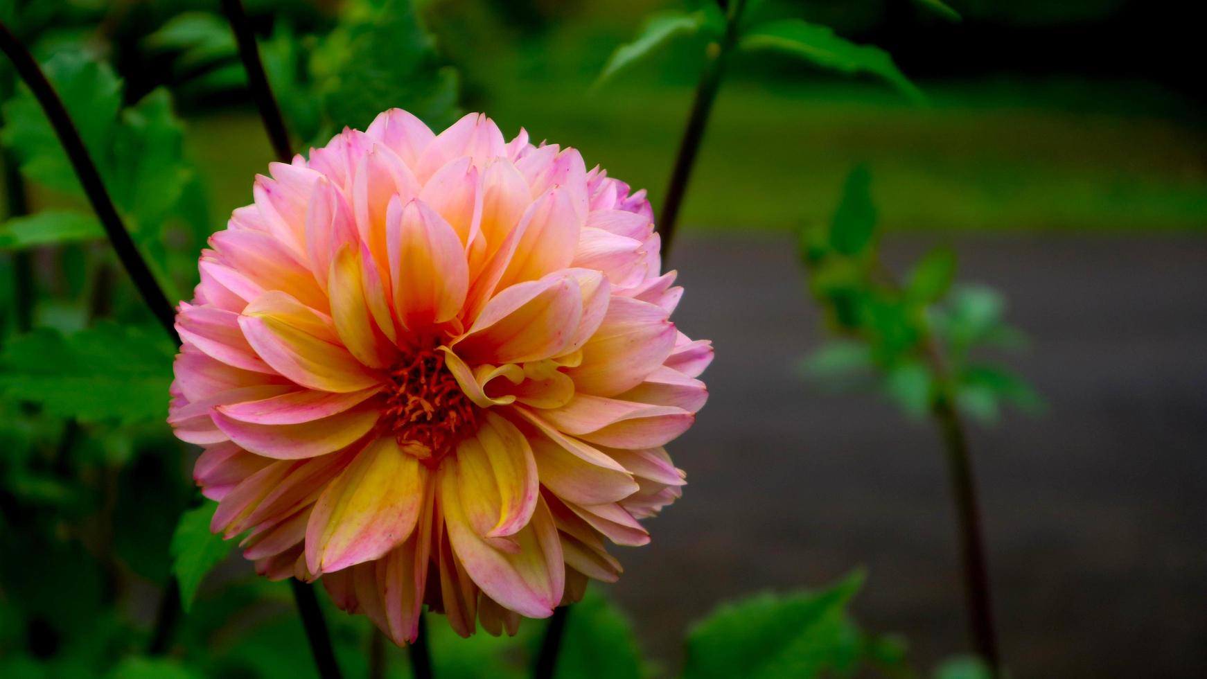 belles et étonnantes fleurs de dahlia rose jaune pinnata photo