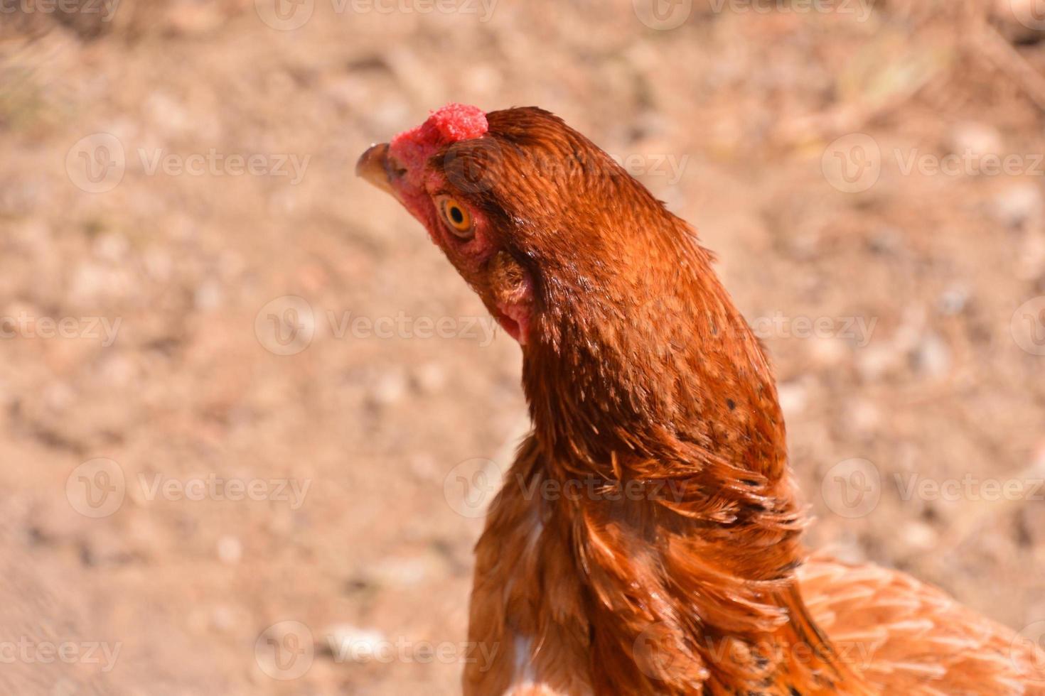 gros plan de poulet brun photo