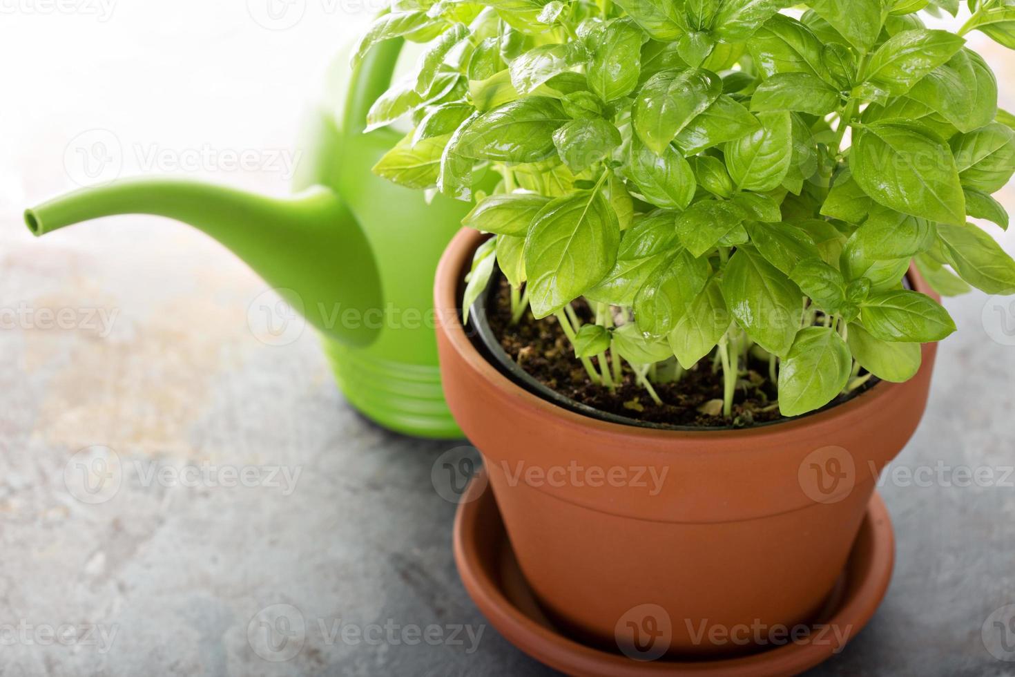 basilic vert frais poussant dans un pot photo