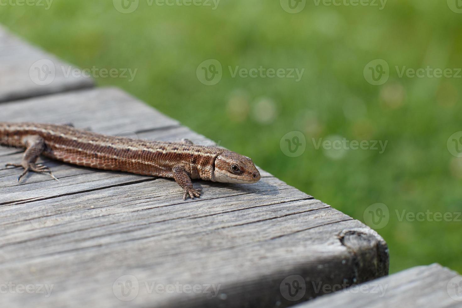 un lézard brun sur une planche de bois dans un jardin d'été sur un fond d'herbe verte photo