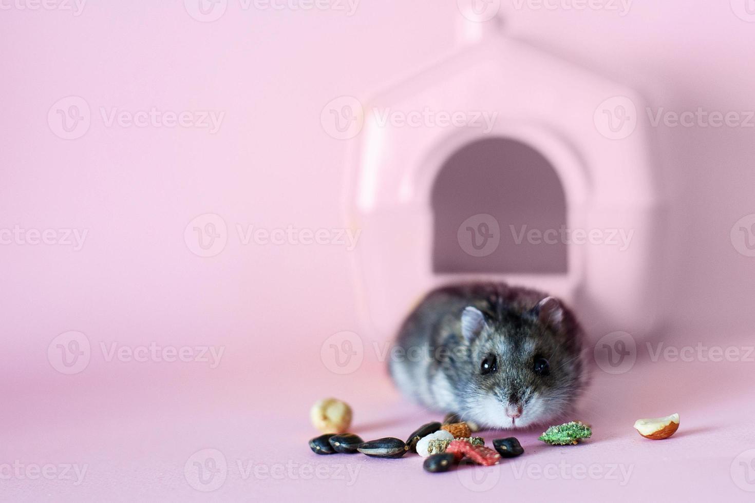 le hamster nain djungarien mange de la nourriture près de sa maison sur fond rose photo