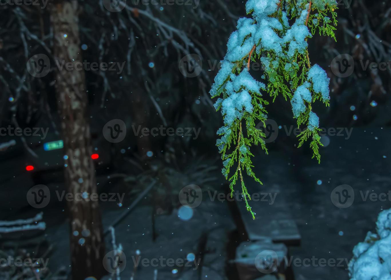 branche de thuya couverte de neige. épicéa ou buisson en hiver, gros plan photo