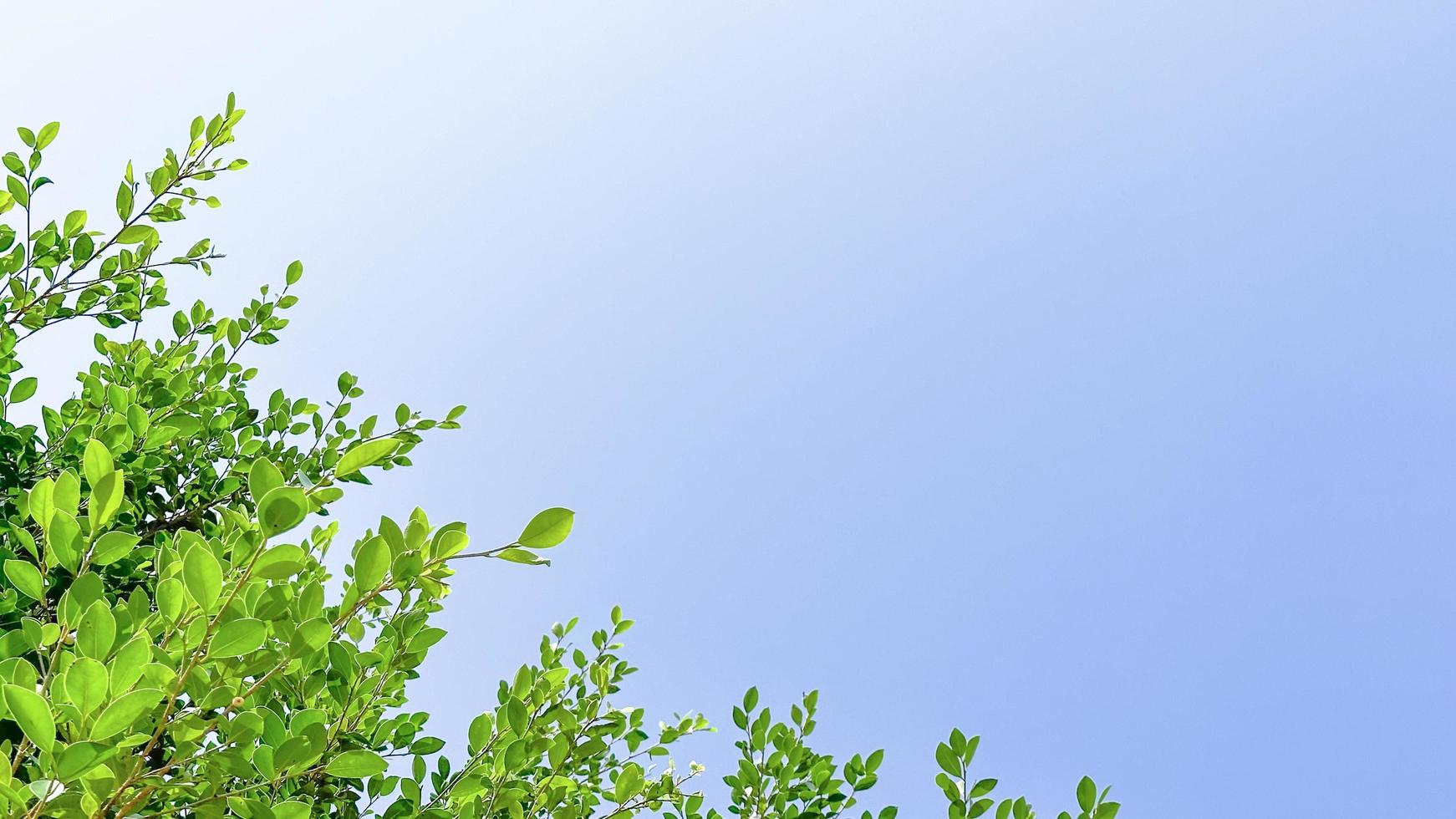 feuilles d'arbres sur fond de ciel bleu avec concept d'espace de copie pour les voeux d'accueil et carte d'invitation pour le nouvel an 2023 photo