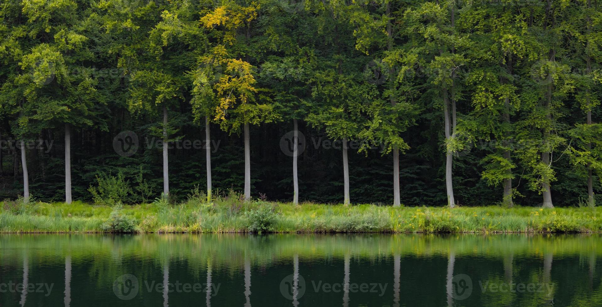 reflets des arbres d'été dans l'étang. parc de tervuren, belgique photo