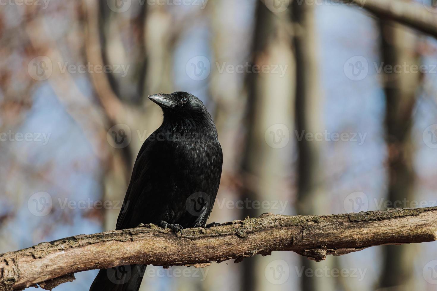 corbeau noir assis dans une branche d'arbre photo