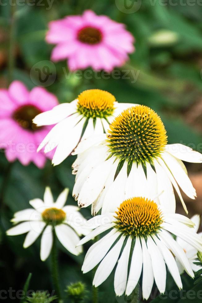 belle fleur fleurie echinacea purpurea fleur gros plan photo