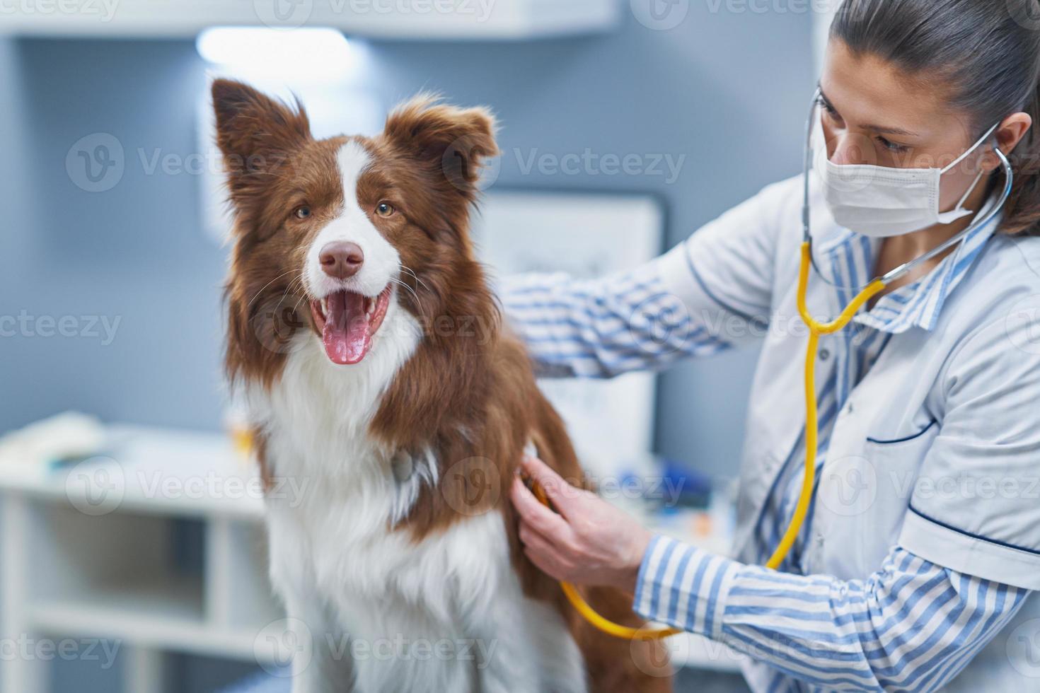 chien border collie brun lors d'une visite chez le vétérinaire photo