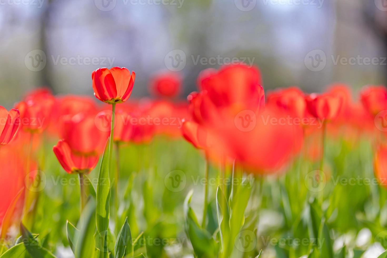 vue rapprochée sur la nature d'étonnantes tulipes roses rouges qui fleurissent dans le jardin. fleurs de printemps sous la lumière du soleil. paysage naturel de plantes à fleurs ensoleillées et feuillage romantique flou. bannière nature panoramique sereine photo