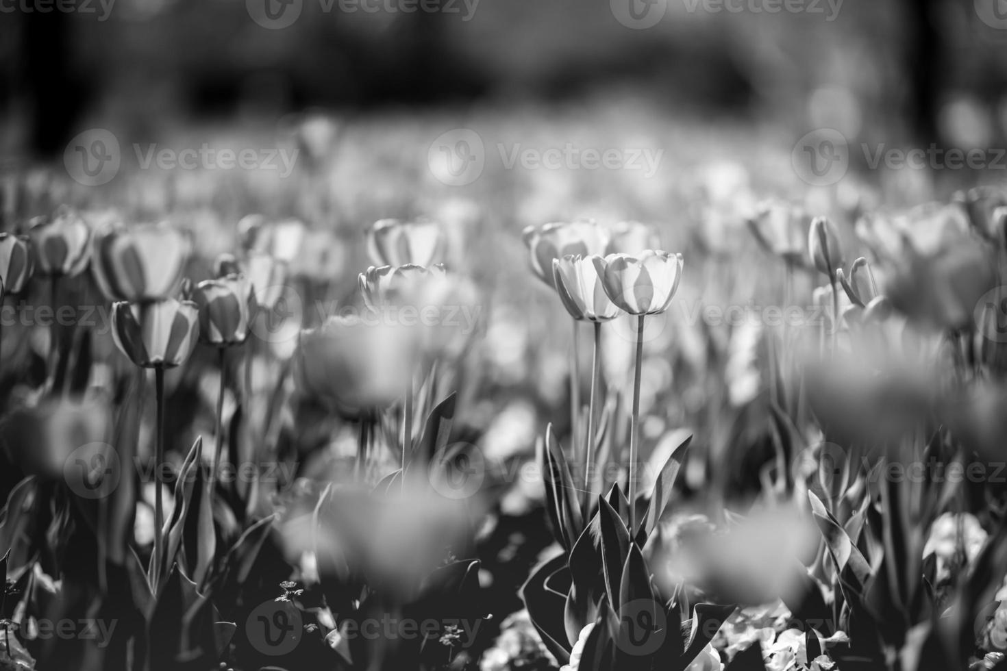 tulipe pleine floraison monotone. champ de fleurs artistique noir et blanc, fond nature beaux-arts photo