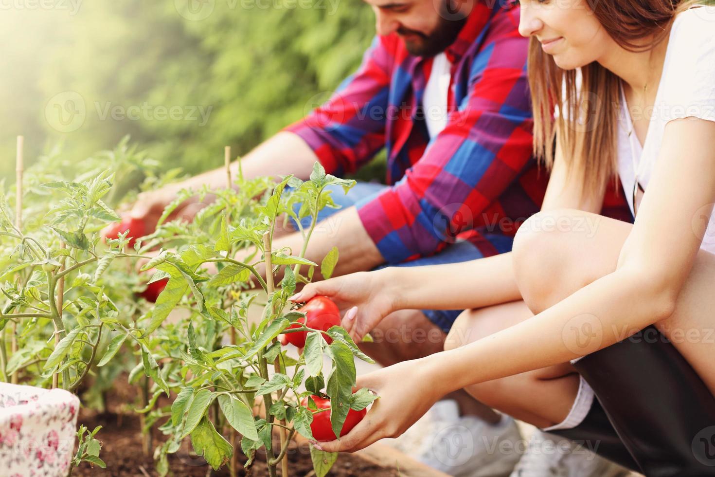 jeune couple plantant des tomates bio photo
