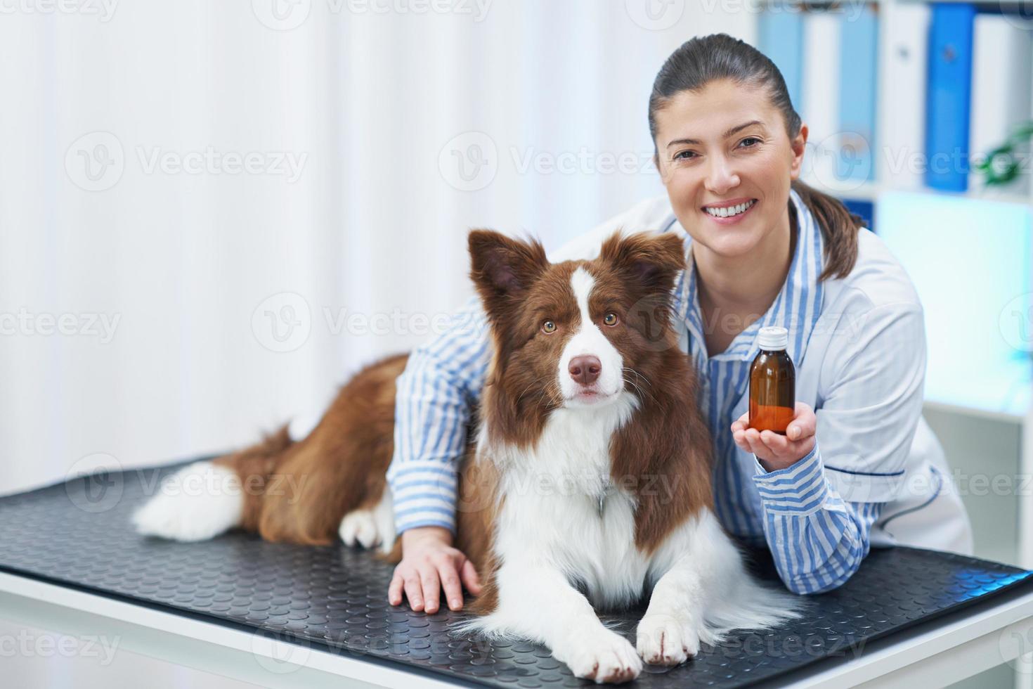 chien border collie brun lors d'une visite chez le vétérinaire photo