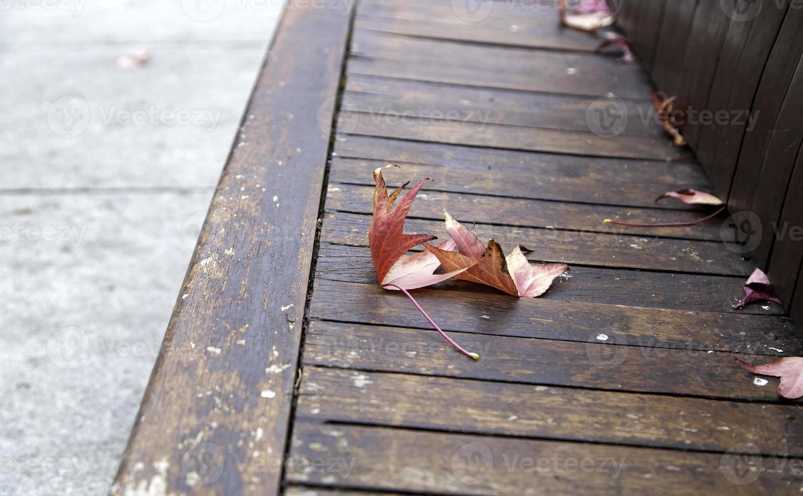 feuille sèche d'automne photo