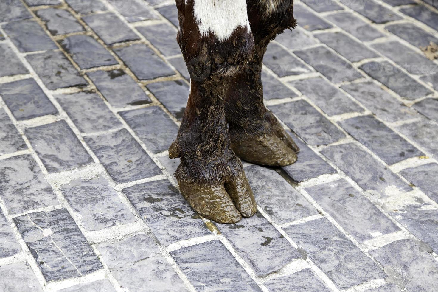 sabots de vache dans une ferme photo