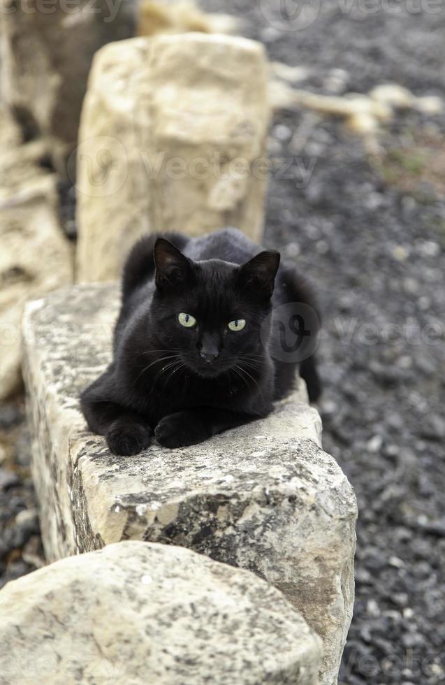 chats abandonnés dans la rue photo