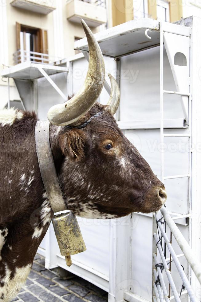 vaches dans une ferme photo