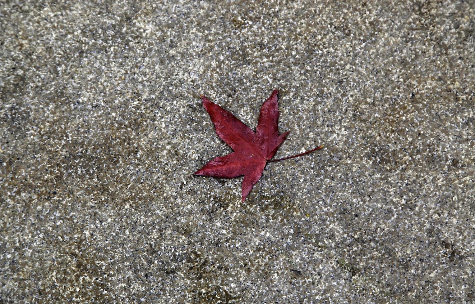 feuille sèche d'automne photo