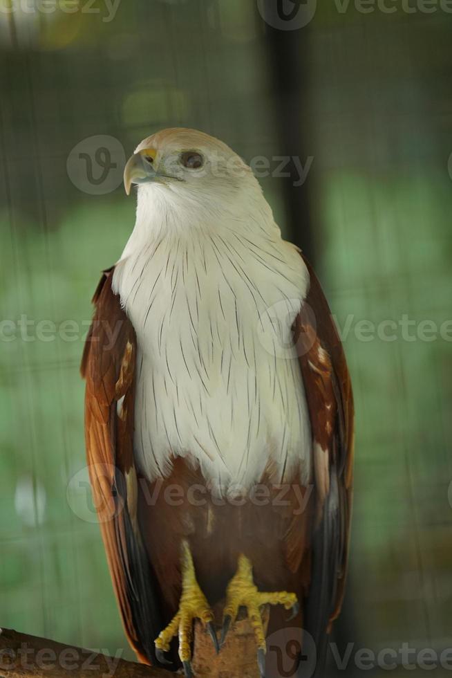 photo de pygargue à tête blanche haliastur indus sur une cage dans le zoo