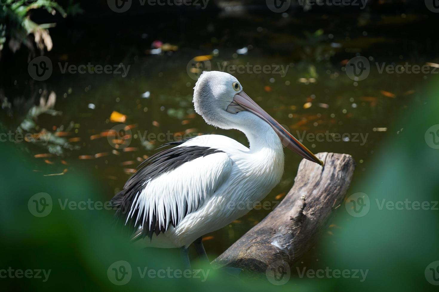 un pélican australien pelecanus conspicillatus est debout sur un arbre tombé dans une rivière pour chasser le poisson. photo