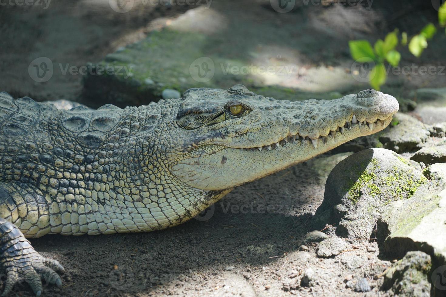 photo d'une tête de crocodile estuarien, vue latérale.