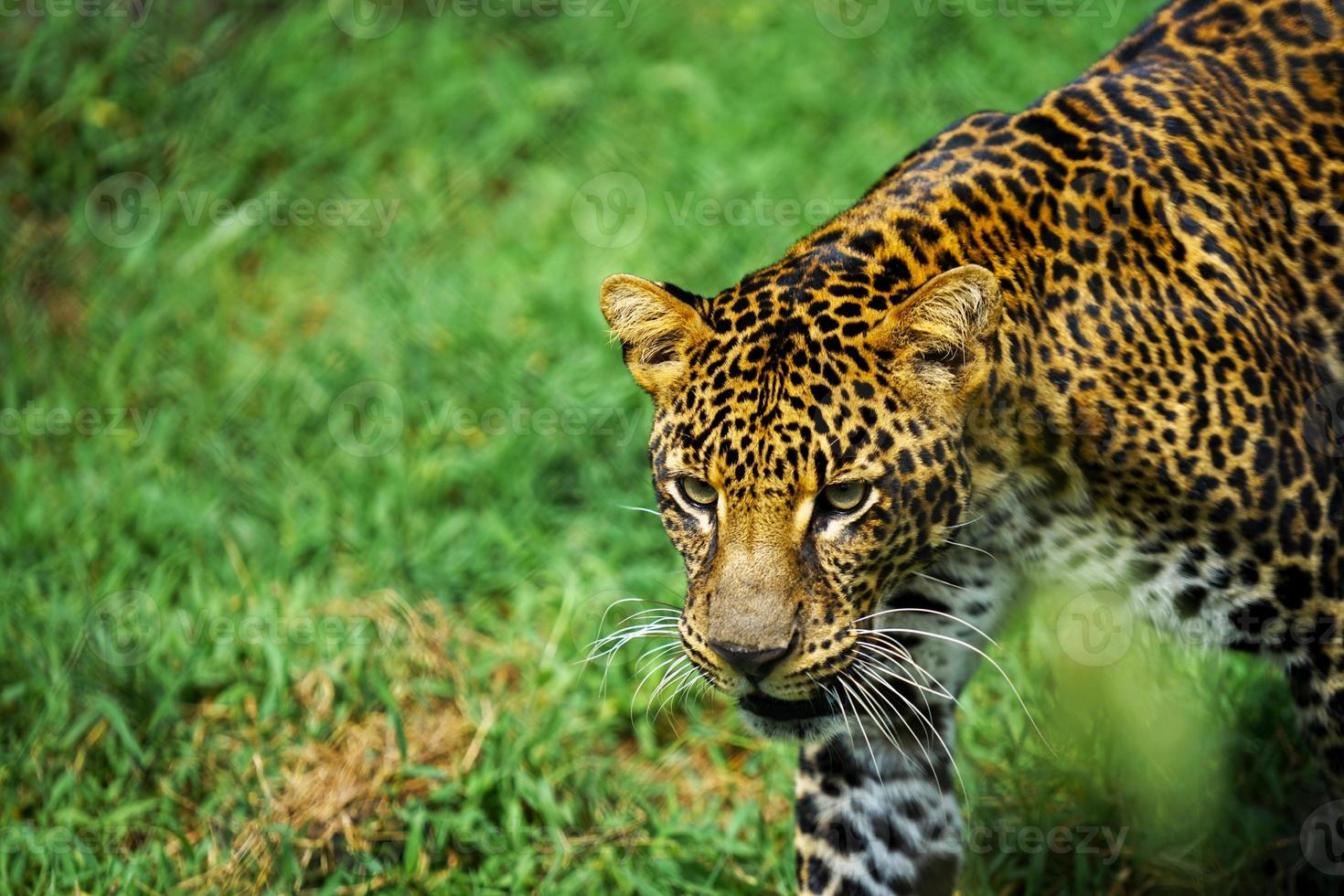 photo d'un panthera pardus léopard marchant sur un champ d'herbe verte. mise au point sélective, faible profondeur de champ, mise au point sur l'objet. léopard, gros chat, sauvage.